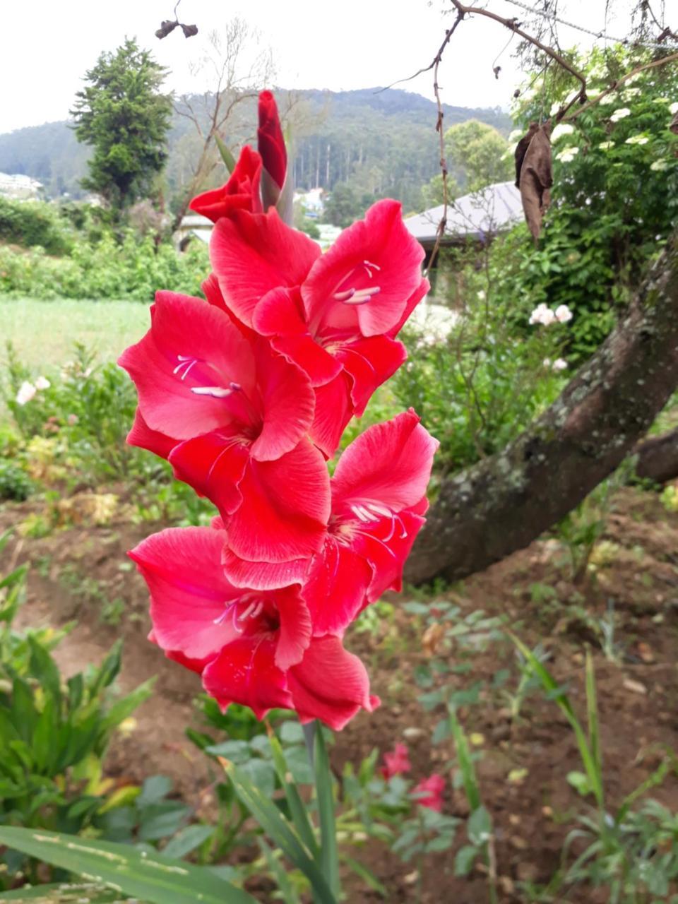 Hotel Rainyfreindz Nuwara Eliya Esterno foto